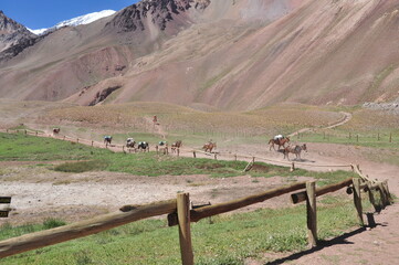 Mules coming home from work to eat and rest