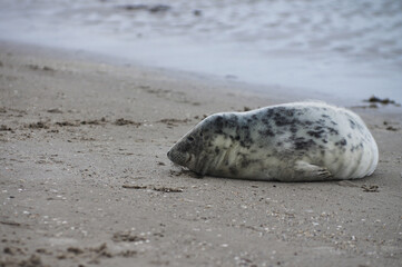 Baby seal relaxing enjoying the lovely day on a Baltic Sea beach. Seal with a soft fur coat long whiskers dark eyes and sharp claws. Harmony with nature. Seal looking inquisitively at the camera