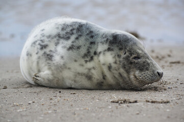Baby seal relaxing enjoying the lovely day on a Baltic Sea beach. Seal with a soft fur coat long whiskers dark eyes and sharp claws. Harmony with nature. Seal looking inquisitively at the camera