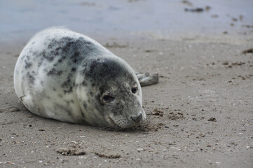 Baby seal relaxing enjoying the lovely day on a Baltic Sea beach. Seal with a soft fur coat long whiskers dark eyes and sharp claws. Harmony with nature. Seal looking inquisitively at the camera