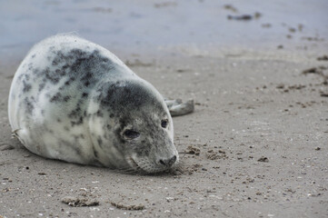 Baby seal relaxing enjoying the lovely day on a Baltic Sea beach. Seal with a soft fur coat long whiskers dark eyes and sharp claws. Harmony with nature. Seal looking inquisitively at the camera