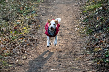 kleiner junger Hund springt über einen Waldweg und trägt einen roten Mantel 
