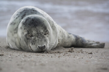 Baby seal relaxing enjoying the lovely day on a Baltic Sea beach. Seal with a soft fur coat long whiskers dark eyes and sharp claws. Harmony with nature. Seal looking inquisitively at the camera