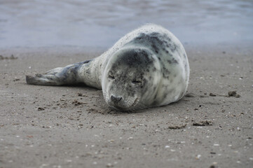 Baby seal relaxing enjoying the lovely day on a Baltic Sea beach. Seal with a soft fur coat long whiskers dark eyes and sharp claws. Harmony with nature. Seal looking inquisitively at the camera