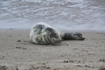 Baby seal relaxing enjoying the lovely day on a Baltic Sea beach. Seal with a soft fur coat long whiskers dark eyes and sharp claws. Harmony with nature. Seal looking inquisitively at the camera