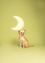 Dog photography at studio with creative background