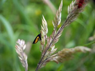 fly on grass