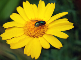 fly on a flower