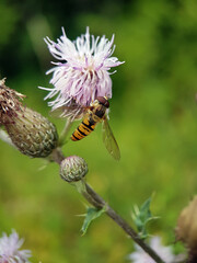fly on a thistle