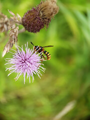 fly on a thistle