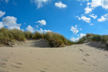 Fototapeta na wymiar Sand dunes with beach grass at the North Sea