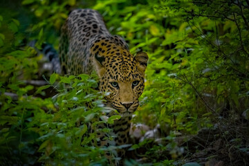 Indian Leopard in its natural habitat