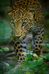 Fototapeta na wymiar Indian Leopard in its natural habitat