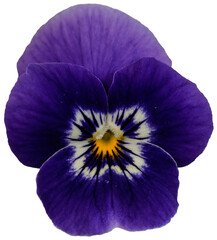 Small purple viola flower head. 