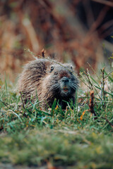 Nutria