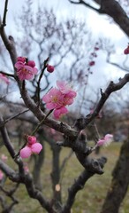 tree blossom