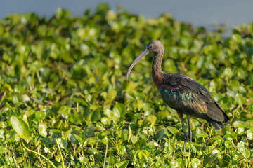Portrait of Glossy Ibis