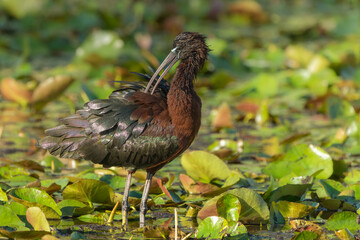 Glossy Ibis preening
