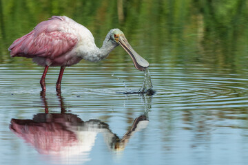  Roseate Spoonbill (Platalea ajaja) feeding