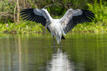 Wood Stork 