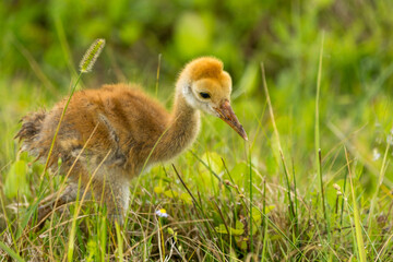 Baby Sandhill crane colt