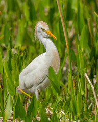 Cattle Egret