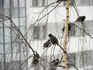 flock of thrushes, migratory birds perched on the branches of a tree, outside window