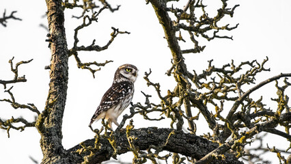 A little owl in a tree  ( Athene noctua )