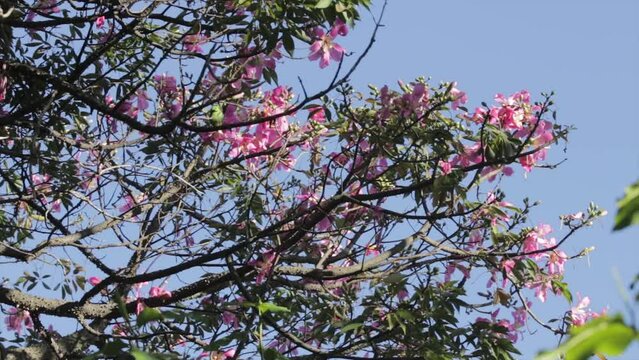 Native bees collecting nectar from kapok flowers. Chorisia speciosa (Bombacaceae). Parekeets