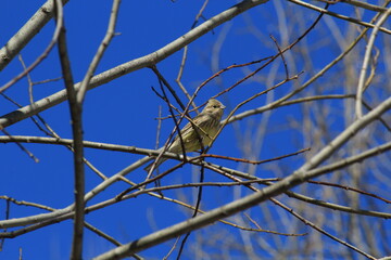 sparrow on a branch