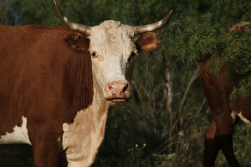 Horned hereford cow on Texas beef ranch looking at camera from field.