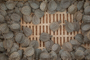 Baby tarturuga of the amazon forming a texture. Endangered species (Podocnemis expansa). Several turtle hatchlings in a basket. showing the hooves.