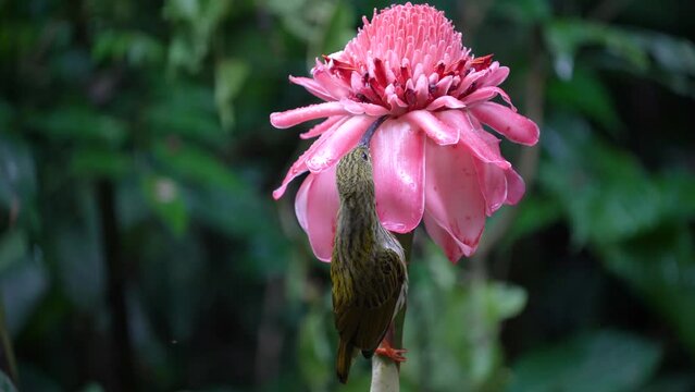 Streaked Spiderhunter bird with Torch Ginger flower.