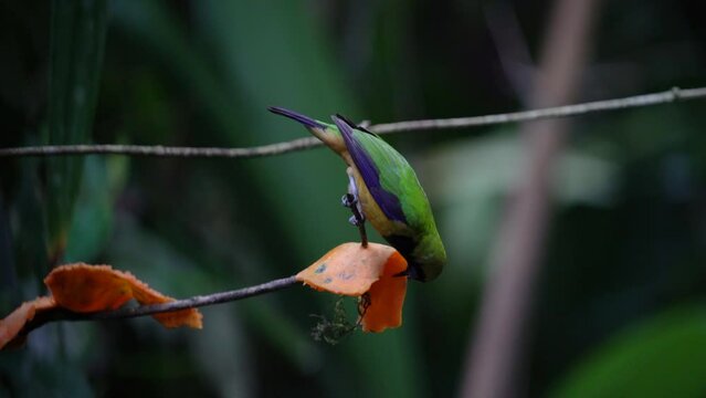 Greater green leafbird eating fruit.