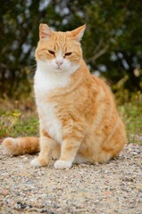 Beautiful cute orange cat in Greece . Teopan terodrone.