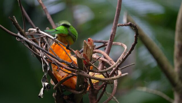 Greater green leafbird eating fruit.