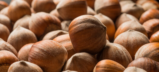 closeup of beautiful hazelnuts for banner background