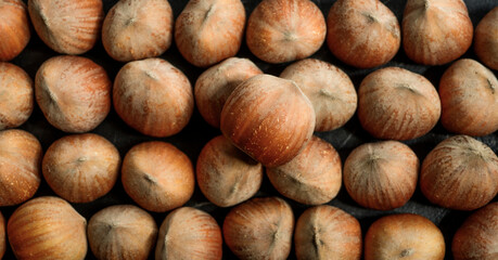 closeup of beautiful hazelnuts for banner background