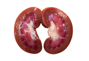 A kidney cut in two on a white background