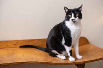 One black and white mixed breed cat with yellow eyes posing on a wooden table looking at the camera 