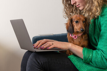 One blond woman sitting on the couch in the living room working on the laptop with her Dachshund dog 