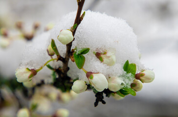 A twig with flower buds covered with snow