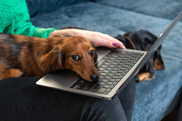 Dachshund dog looking at the camera on woman's lap posing with the head on a laptop on the couch