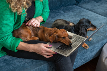 One woman sitting on the couch working on the laptop and Dachshund dog on her lap and another one sitting next to them