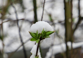 A twig with young leaves covered with snow