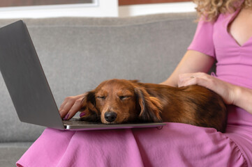 One woman sitting on the couch working on the laptop with a Dachshund dog on her lap 