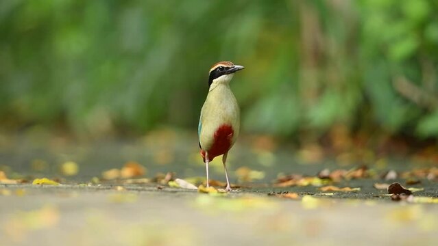 Fairy Pitta Pitta nympha bird standing.