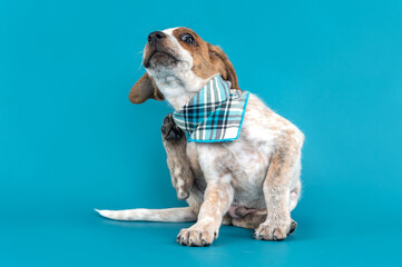 Portrait of one adorable mixed breed puppy dog wearing a checkered bandana scratching itself in the studio by a blue background