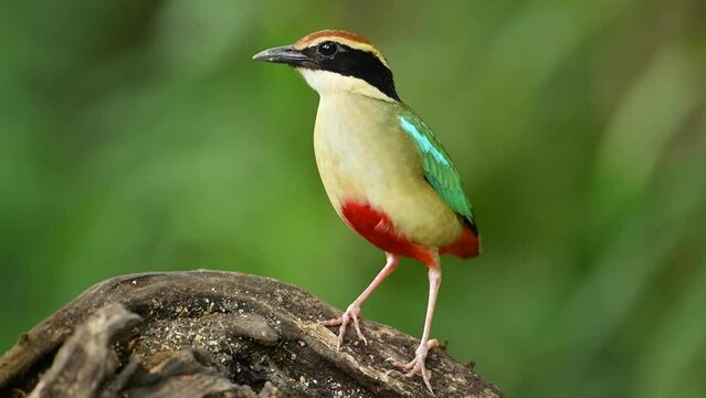 Fairy Pitta Pitta nympha bird standing.