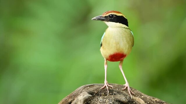 Fairy Pitta Pitta nympha bird standing.
